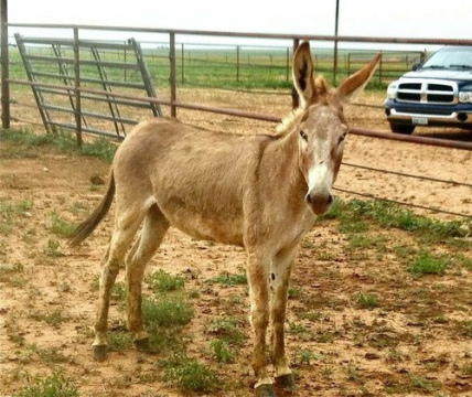 SugartheBurroBefore