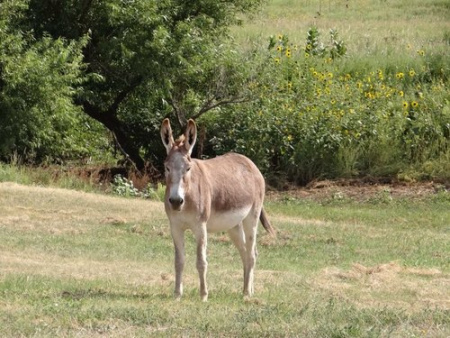 SugartheBurroafter