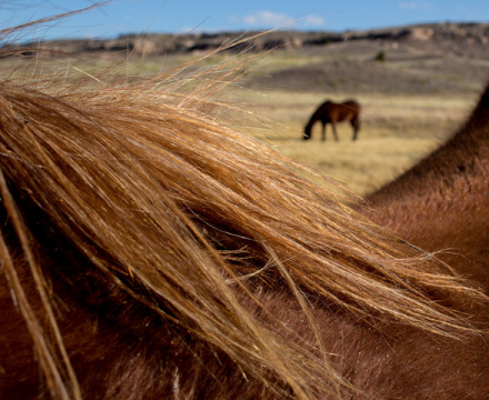mane-view-2