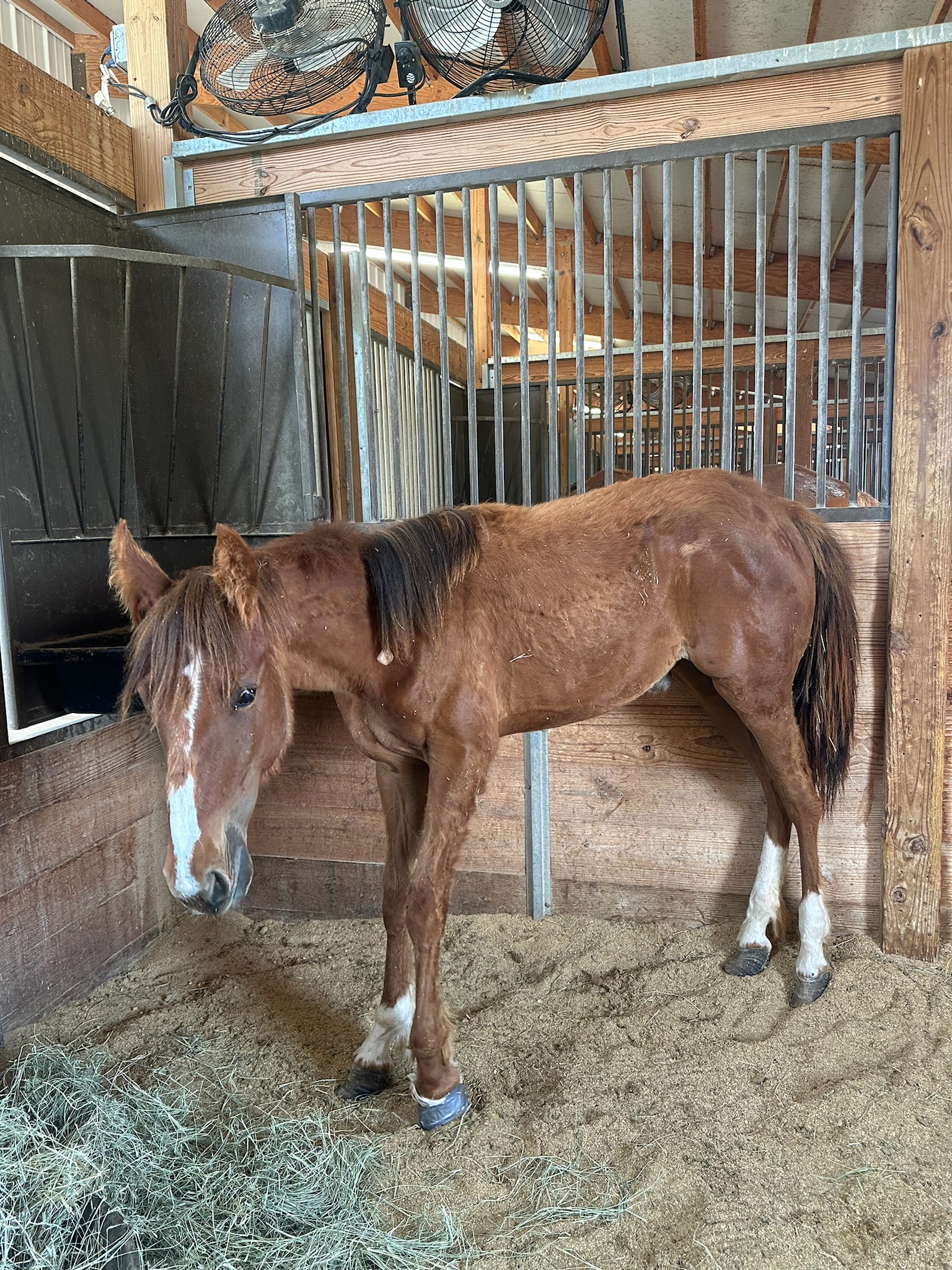 Reporting Abuse and Neglect